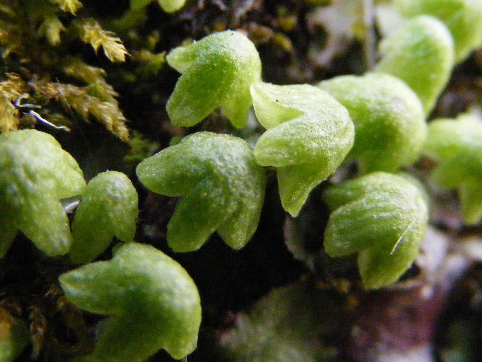 Lunularia? no, cfr. Reboulia hemisphaerica